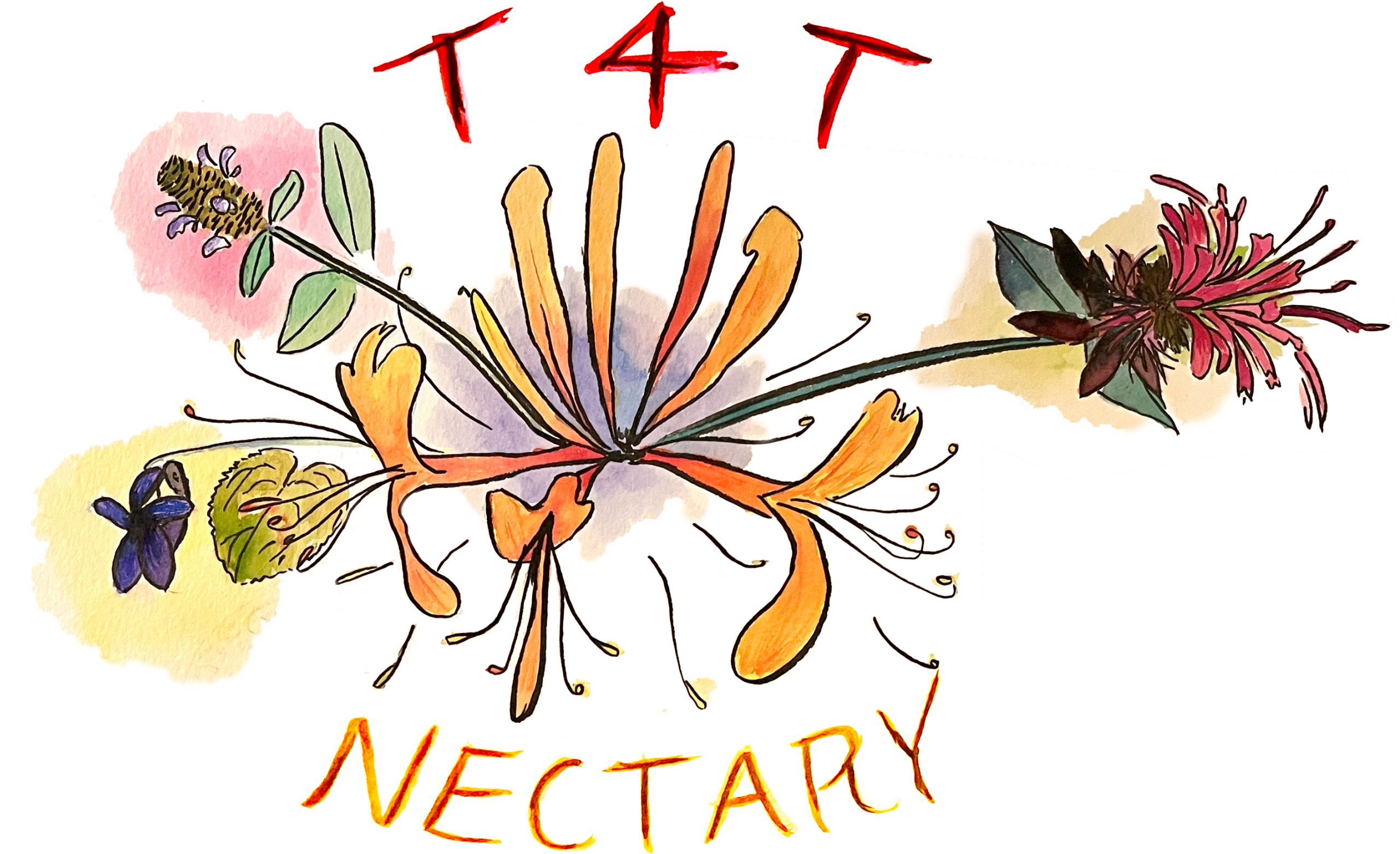 A watercolor of a nosegay of honeysuckle, beebalm, self-heal and violet, with the words T4T Nectary